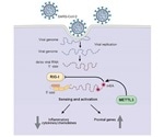 Study finds how SARS-CoV-2 hijacks human cell machinery to disrupt the immune response