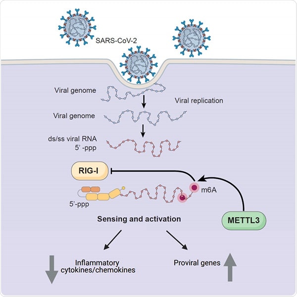 Study finds how SARS-CoV-2 hijacks human cell machinery to disrupt the immune response