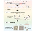 New simpler, faster system for analyzing mutations in SARS-CoV-2