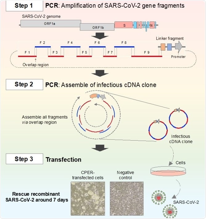New simpler, faster system for analyzing mutations in SARS-CoV-2