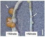 Study shows how nitrate presence controls nodule formation in legumes