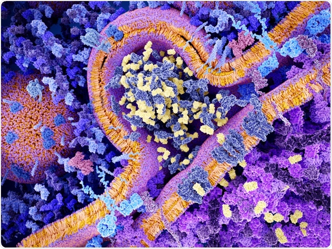Chimeric antigen receptor therapy