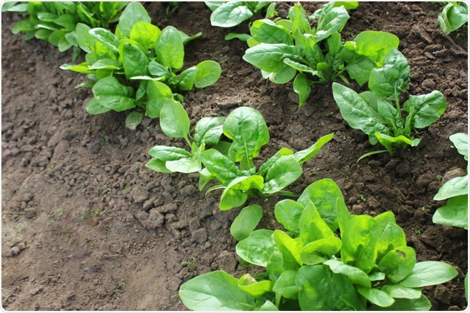 Spinach Plant Spinach Plant