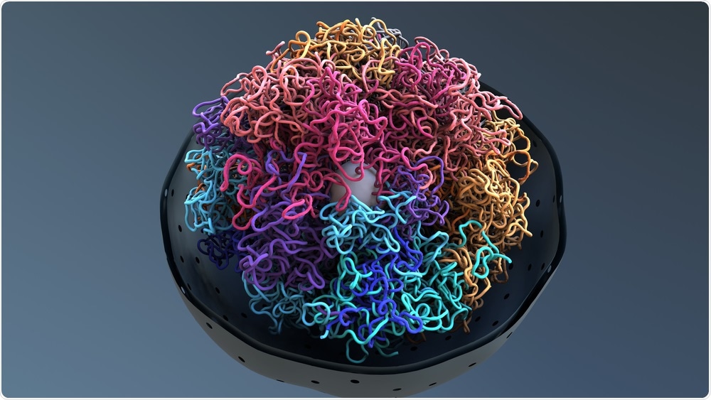 DNA in Nucleus DNA in Nucleus