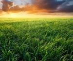 Grasses steal genetic secrets from other species to speed up evolution