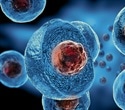 Study shows how stem cells make specific types of cells