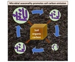 Microbial seasonality has a significant impact on global carbon emissions