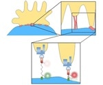 Study shows how T cells detect dangerous invaders in the human body