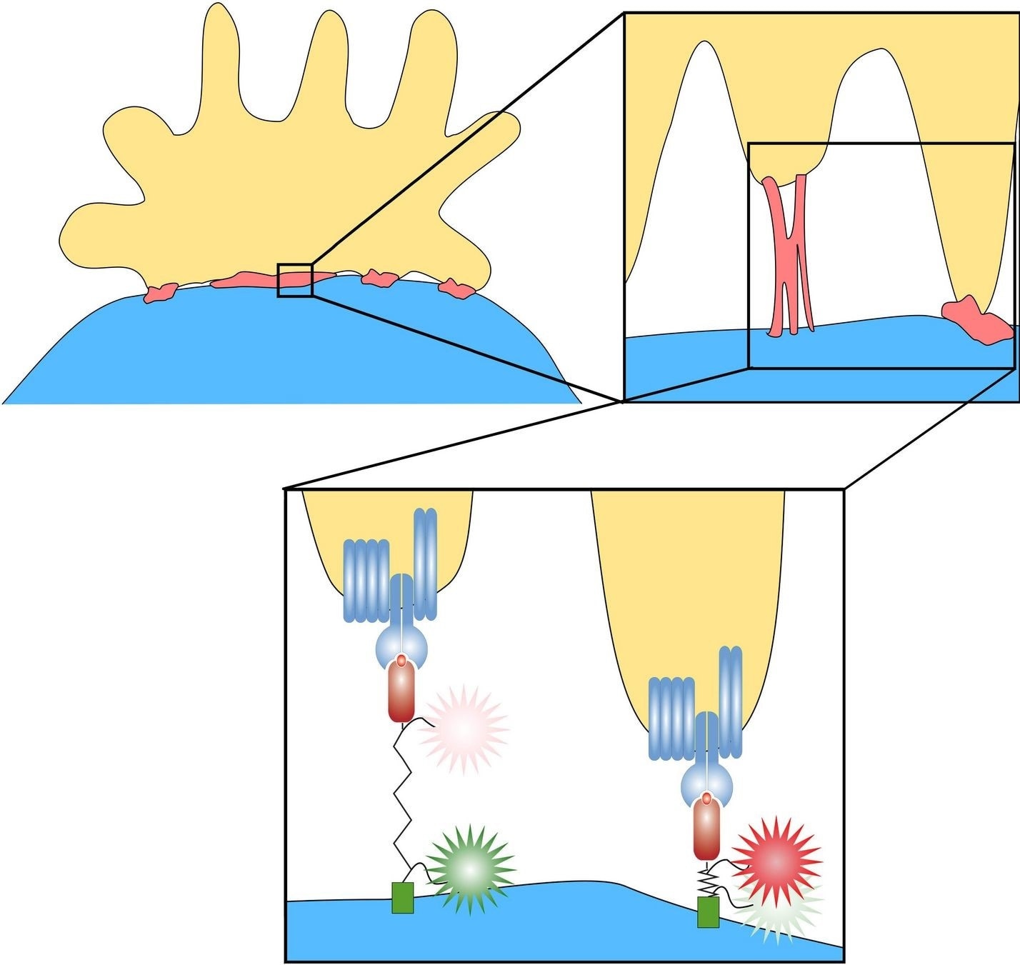 Study shows how T cells detect dangerous invaders in the human body
