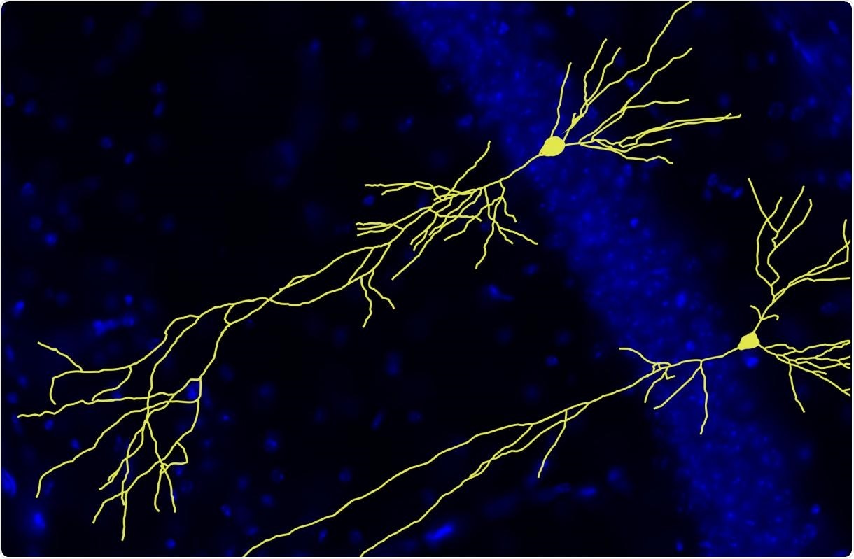 Researchers gain new insights into the physiological functions of APP protein