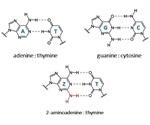 Researchers identify the biosynthesis mechanism of new DNA nucleobases