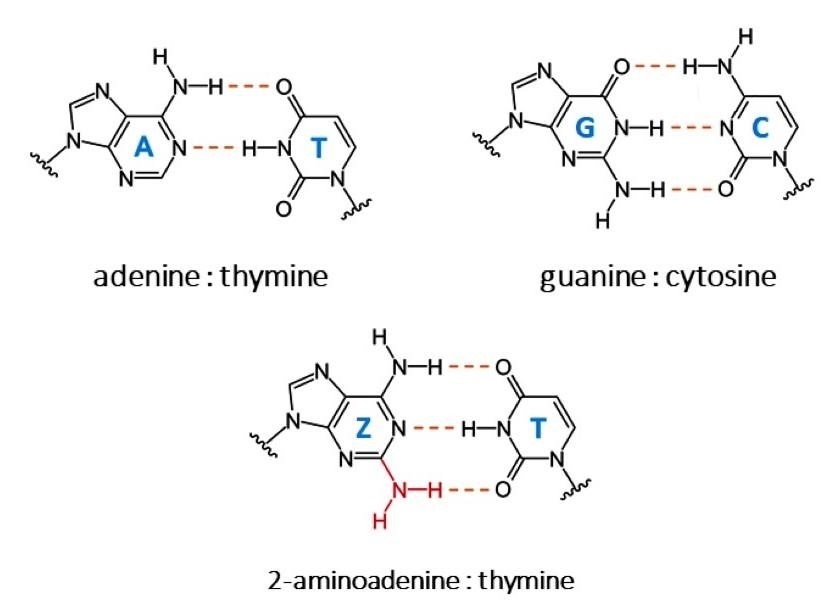 Researchers identify the biosynthesis mechanism of new DNA nucleobases