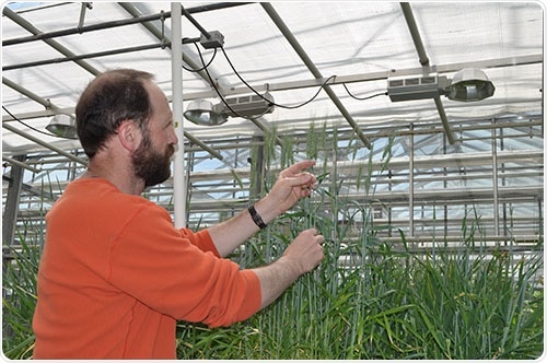 Non-specific lipid transfer proteins help improve wheat tolerance