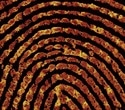 Single fingerprint can help determine whether someone has touched or ingested class A drugs
