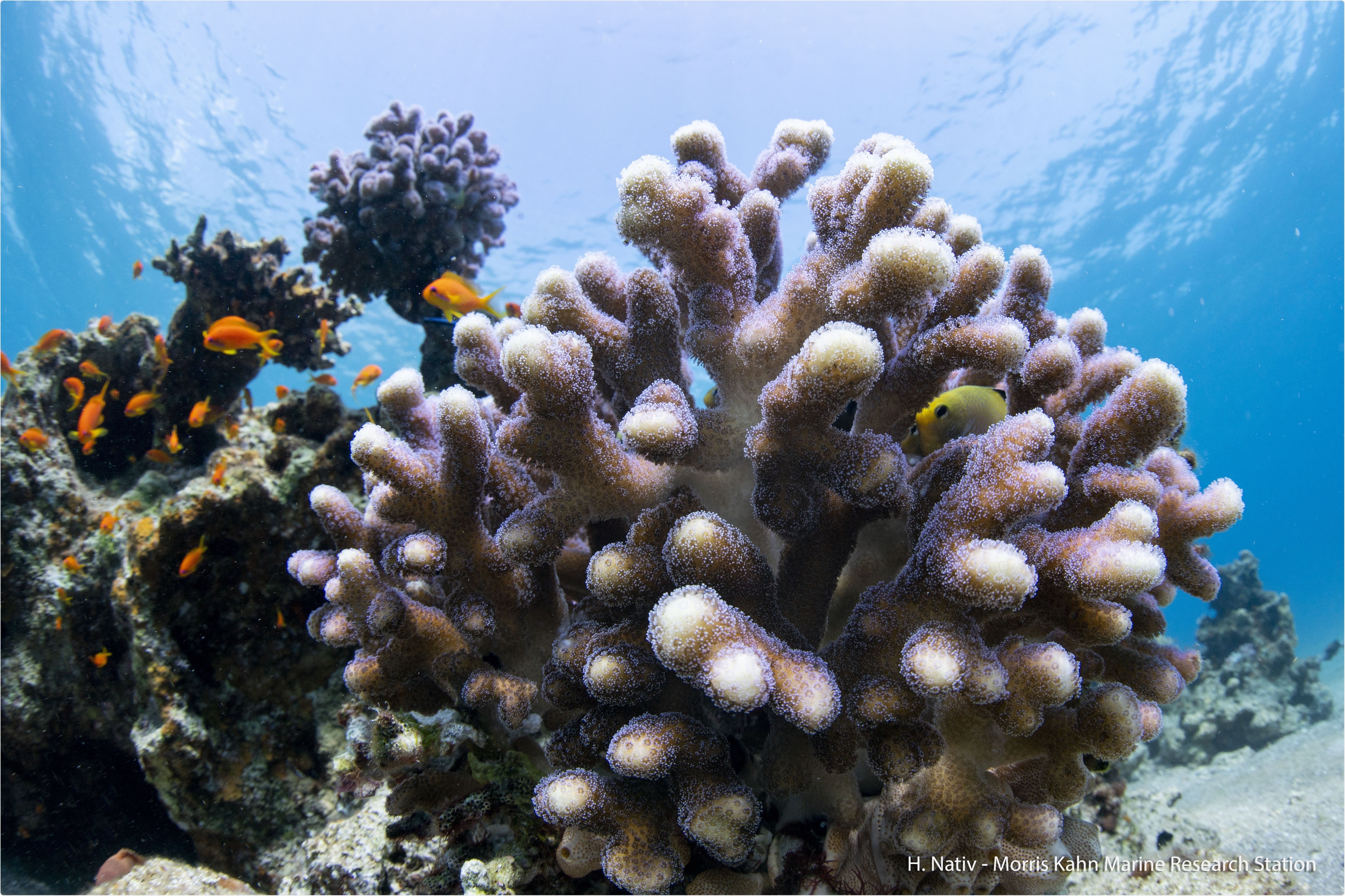 New atlas may support present and future conservation efforts to protect coral reefs
