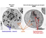 New method to repartition carbon resources from carbohydrates to lipids in microalgae