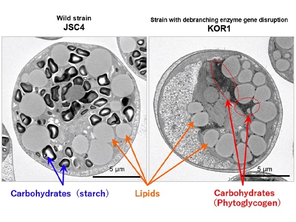 New method to repartition carbon resources from carbohydrates to lipids in microalgae