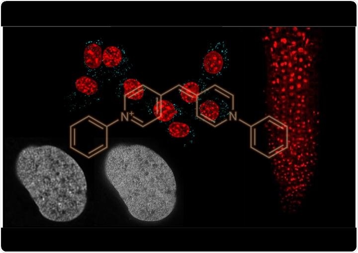 Researchers develop an unprecedentedly flexible new DNA staining probe