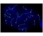 Three-dimensional organization of genome is extremely dynamic during gamete formation