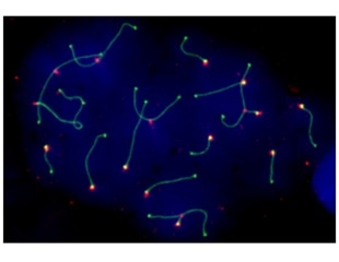 Three-dimensional organization of genome is extremely dynamic during gamete formation