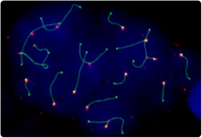 Three-dimensional organization of genome is extremely dynamic during gamete formation