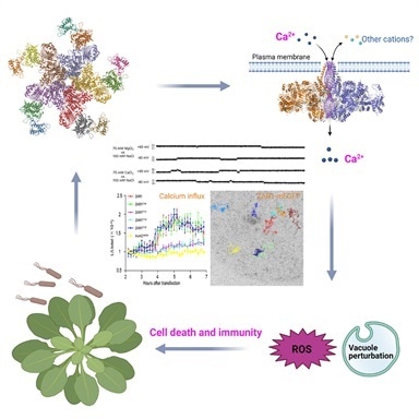 Study analyzes how resistance proteins defend plants from pathogens