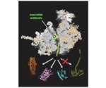 Researchers prove that drugs designed for bacteria have the potential to act on human cells