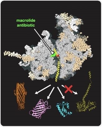Researchers prove that drugs designed for bacteria have the potential to act on human cells
