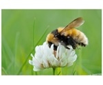 Broader use of gene reserves helps conserve endangered species