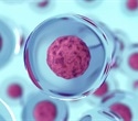 Study unravels a crucial element that influences gene expression in blood stem cells