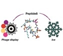 Phage display platform helps discover new antifreeze proteins