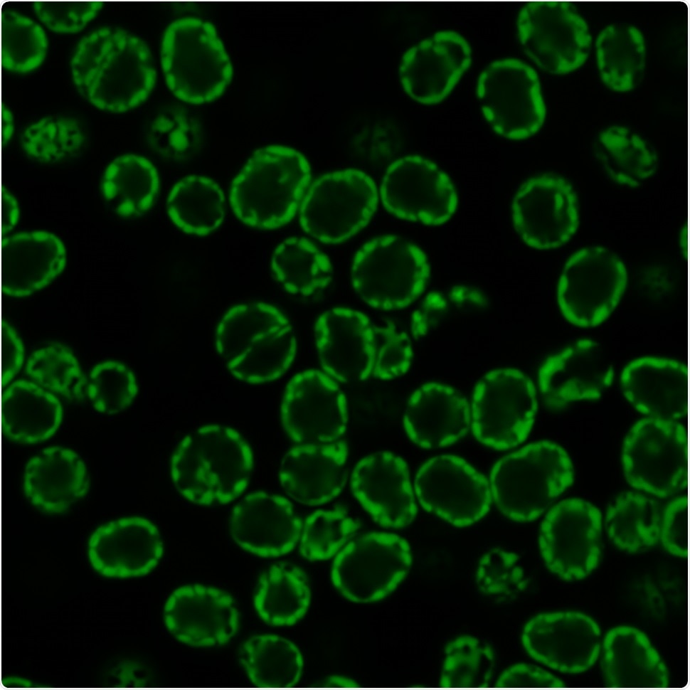 Researchers study the unique genomic organization of coral symbionts