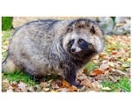 Researchers sequence genome of raccoon dogs that are reservoir hosts for coronaviruses