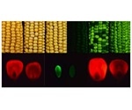 Mutant corn gene found to increase the amount of sugars in the seeds and leaves