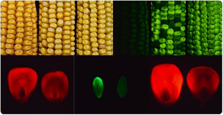 Mutant corn gene found to increase the amount of sugars in the seeds and leaves