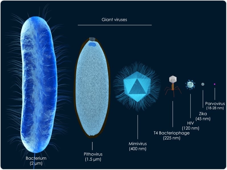 Scientists shed light on the origins of Mimivirus and other giant viruses