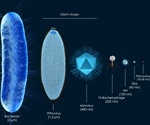 Scientists shed light on the origins of Mimivirus and other giant viruses