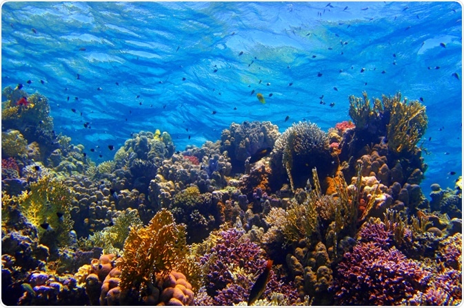 Marine Ecosystem Marine Ecosystem