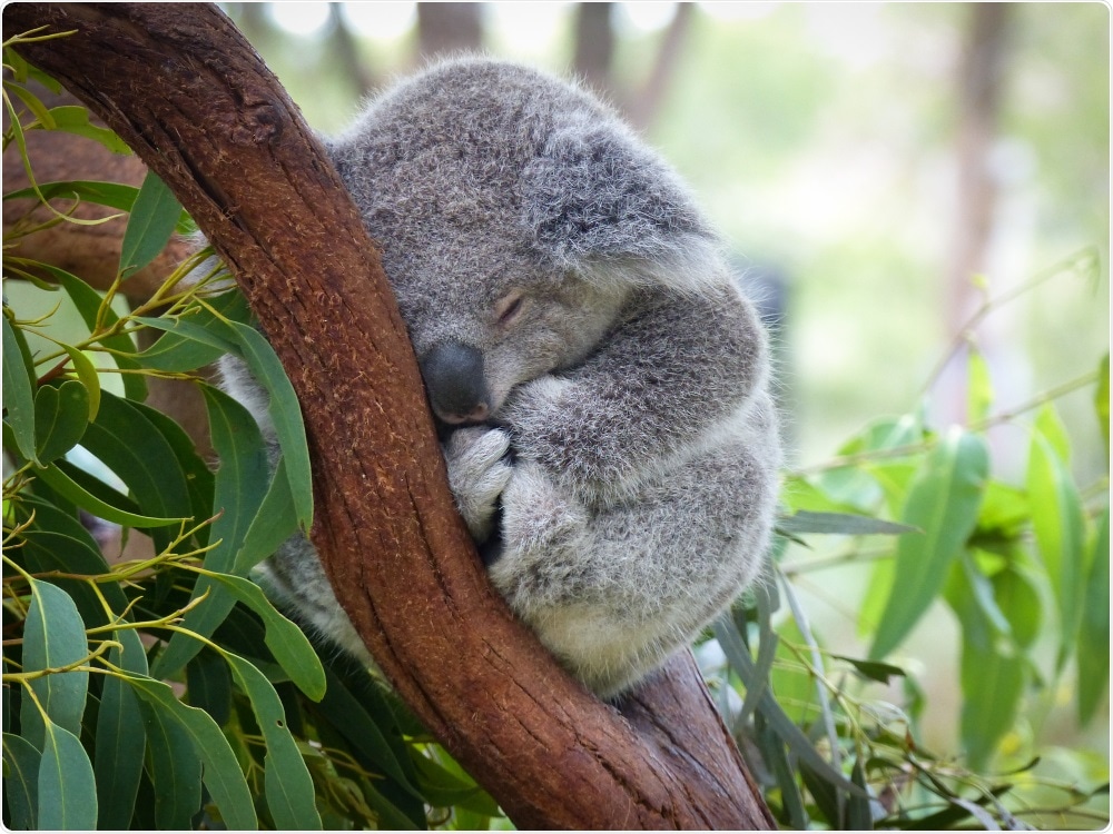 Koala Koala