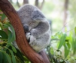 Genomic Analysis for the Conservation of Koalas