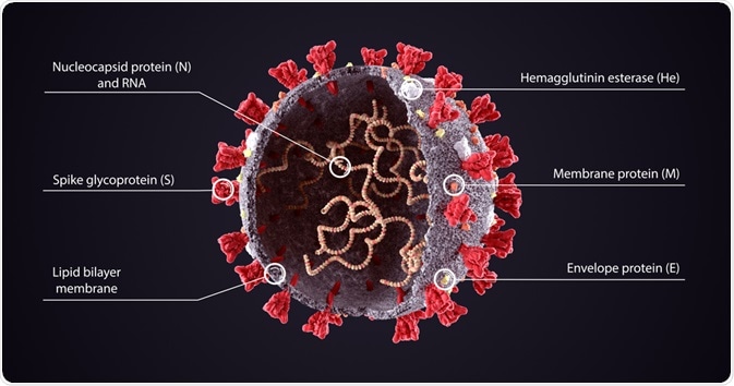 SARS-CoV-2 Virus SARS-CoV-2 Virus