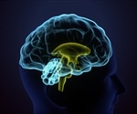 Study unravels the role of proteins in data processing in the brain