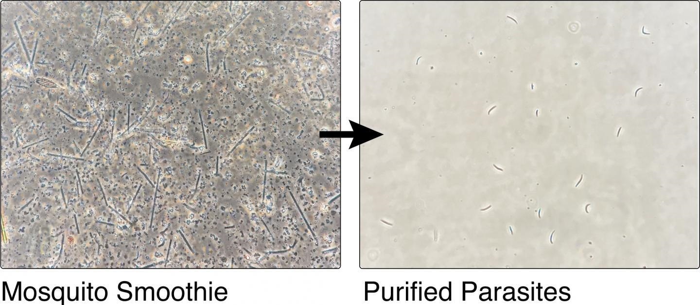 New technique boosts the efficacy of future malaria vaccines