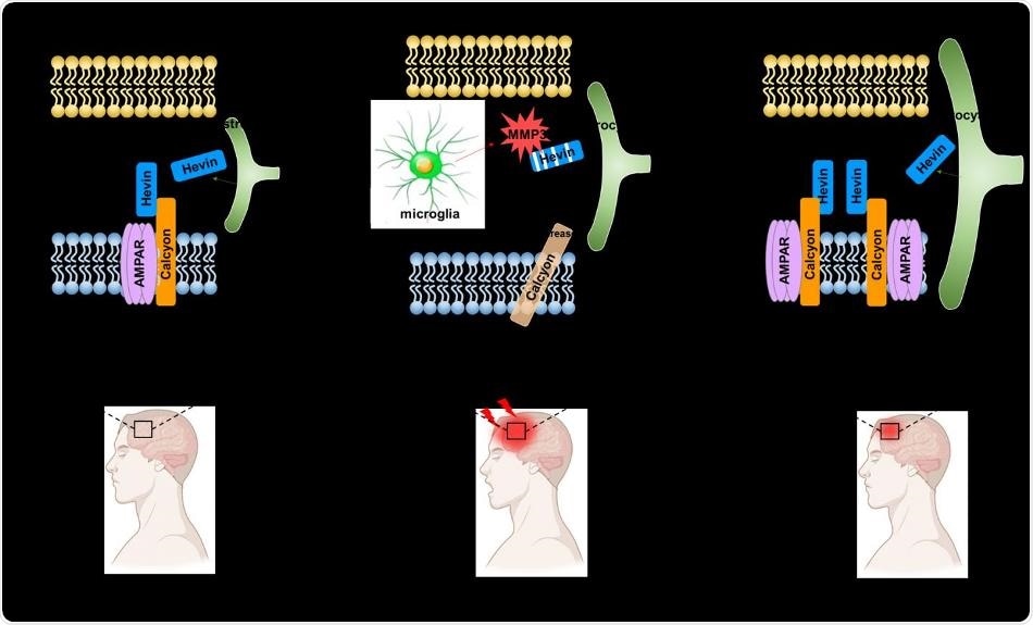 Novel protein interactions aid in the recovery process of brain damage