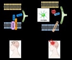Novel protein interactions aid in the recovery process of brain damage