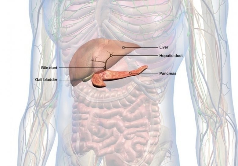 Researchers analyze and describe immune cells in the human bile duct