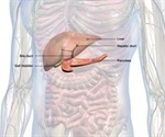 Researchers analyze and describe immune cells in the human bile duct