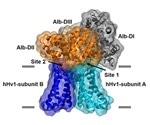 Prevalent protein in the blood plays a vital role in human fertilization, infection resistance