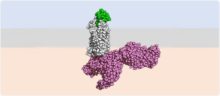 Study decodes the activation mechanism of immune cells