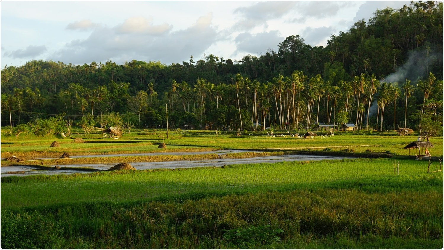 Study reveals warmer nights change the rice plant’s biological rhythm